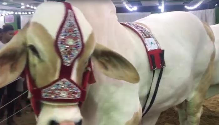 A white Brahman bull. — Video screengrab