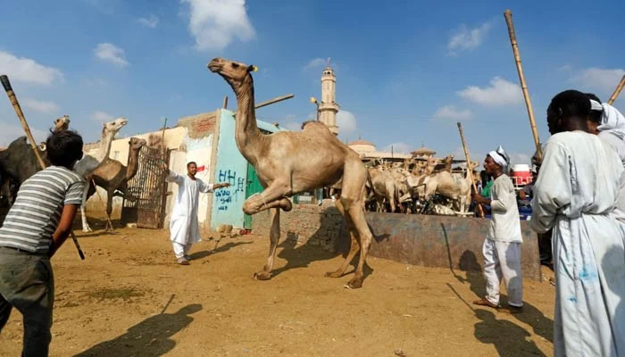 Camel traders show camels to prospective buyers at the Birqash Camel Market, ahead of Eid Al-Adha, on the outskirts of Cairo. — Reuters/File