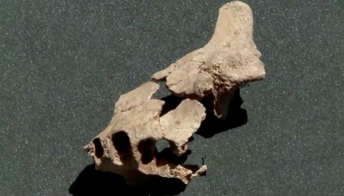 A fossil of an ancient jaw bone is seen in Burgos, Spain in this screengrab taken from a handout video obtained by Reuters on July 8, 2022. — Reuters