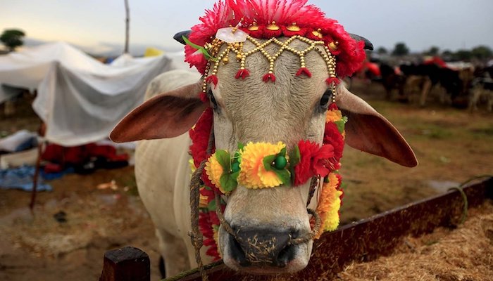 A Reuters photo of a sacrificial animal in Pakistan