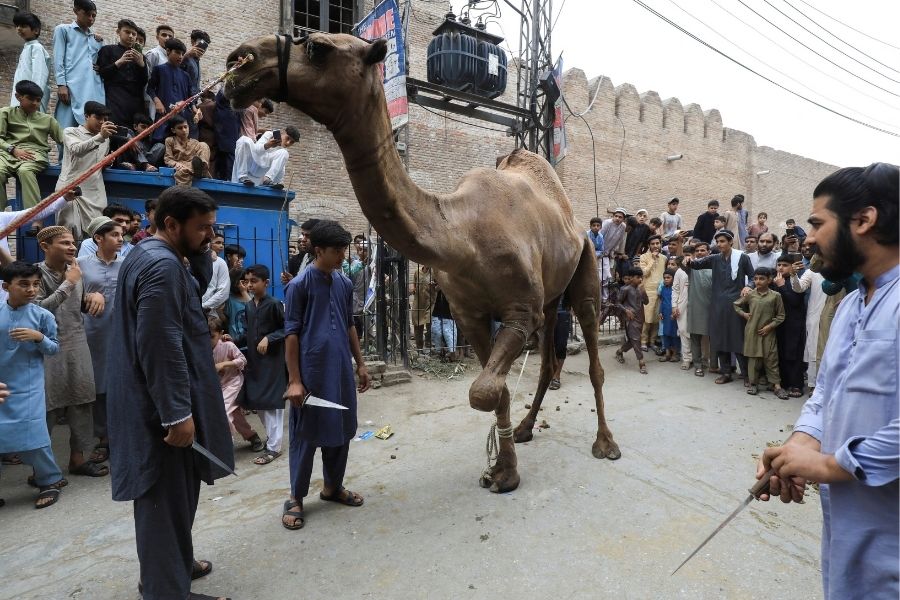 People gather as men with knives get ready to slaughter a camel in celebration of Eid al-Adha, in Peshawar, Pakistan July 10, 2022.