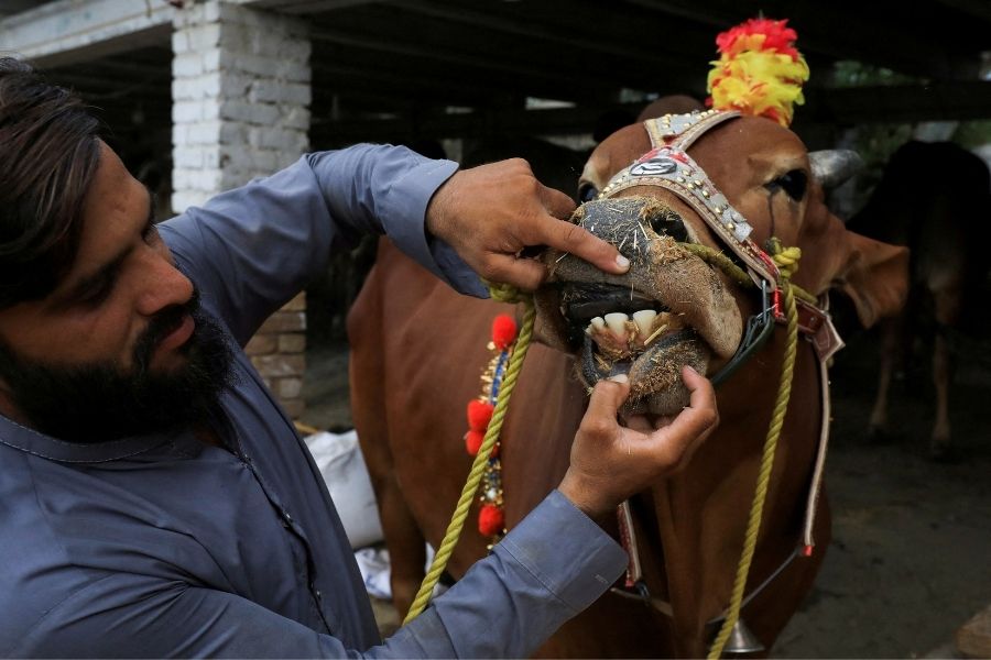 پشاور، پاکستان میں 7 جولائی 2022 کو عید الاضحیٰ کے تہوار سے پہلے، ایک شخص مویشی منڈی میں فروخت کے لیے قربانی کے جانور کے دانت چیک کر رہا ہے۔