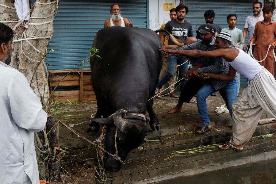 Pria mengendalikan seekor hewan yang akan disembelih dalam perayaan Idul Adha, di Karachi, Pakistan 10 Juli 2022.