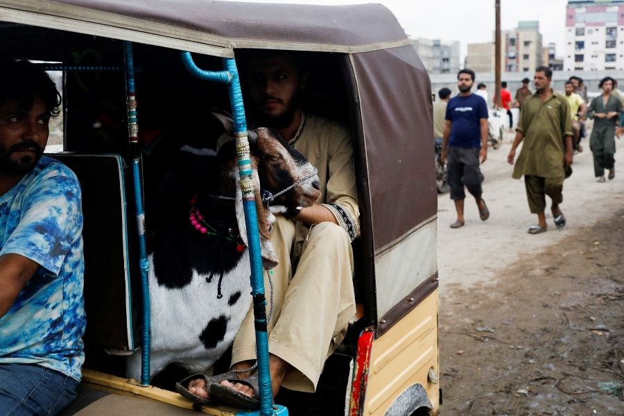 کراچی، پاکستان میں 6 جولائی، 2022 کو عید الاضحیٰ کے تہوار سے پہلے، ایک آدمی ایک رکشے (ٹک ٹوک) میں قربانی کے جانور کے ساتھ سفر کر رہا ہے، جب اس نے اسے مویشی منڈی سے خریدا۔