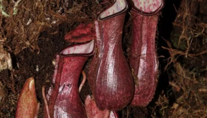 The picture shows recently discoveredcarnivorous plant on island of Borneo in Indonesia. — Study Finds