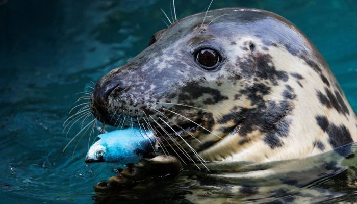 A grey seal eats frozen fish, during the second heatwave of the year at the Zoo Aquarium in Madrid, Spain, July 13, 2022.— Reuters