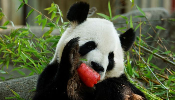 A panda bear eats a watermelon ice-cream on a bamboo stick during the second heatwave of the year at the Zoo Aquarium in Madrid, Spain, July 13, 2022. — Reuters