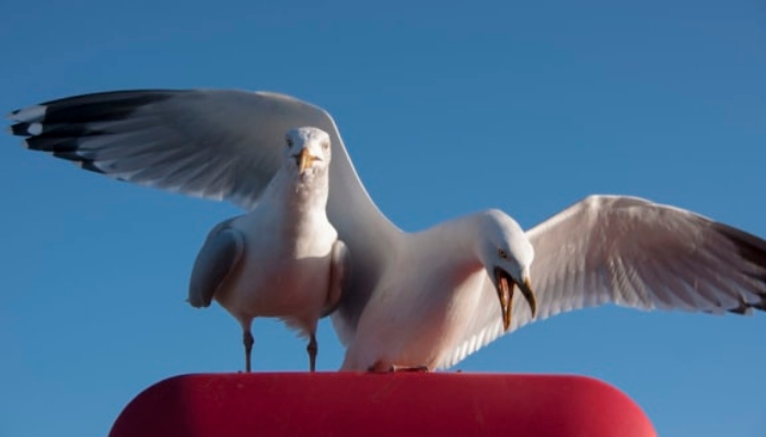 The picture shows two sea gulls. — AFP/File