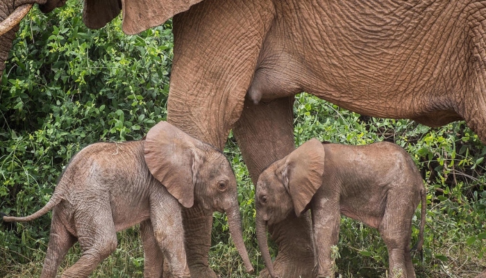 Orphaned elephants manage to overcome the loss of their mother by living in a herd. — AFP