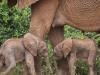Social life helps orphaned elephants overcome loss: study