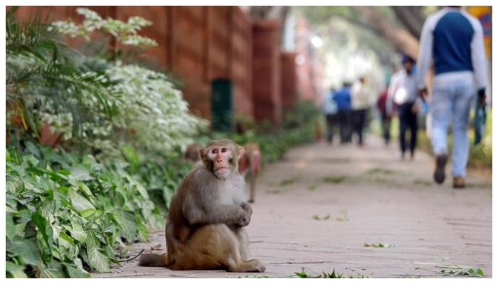 A monkey sits on a pavement outside Indias Parliament building in New Delhi, India, November 15, 2018. — Reuters/File