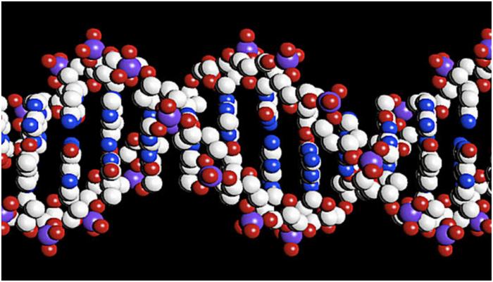Computer illustration of the double-helix structure of the DNA. — Reuters