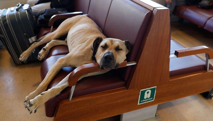 Street dog Boji, a regular user of commuter ferries, buses, metro trains, and trams, sleeps on a ferry which runs between the citys Asian and European sides, in Istanbul, Turkey October 5, 2021.— Reuters/File