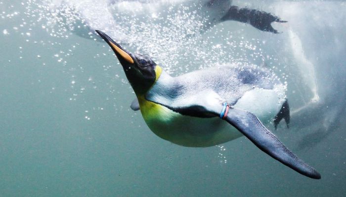 A king penguin swims in a pool at the zoo in Zurich August 15, 2012. — Reuters