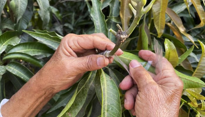 Kaleem Ullah Khan, locally known as the Mango Man, shows how he grafts branches together to produce new varieties of the fruit. —AFP