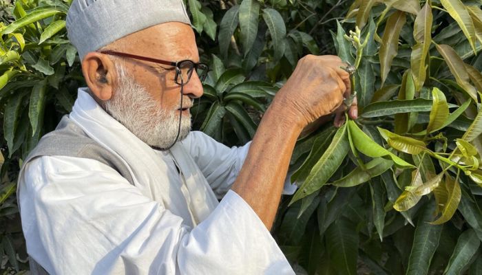 Kaleem Ullah Khan, 82, has earned one of Indias highest civilian honours for his work creating new mango varieties.— AFP