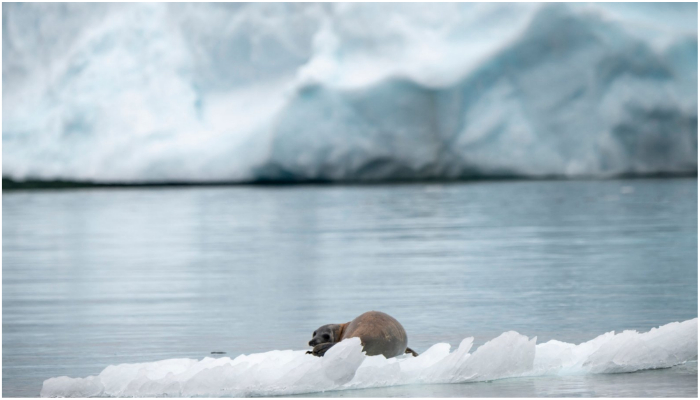 A seal sits on an iceberg off Kings Point in Newfoundland, Canada. — AFP/ File