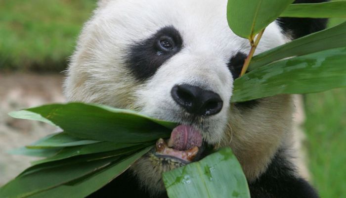 Male giant panda An An eats bamboo leaves at the Hong Kong Ocean Park March 9, 2006. — Reuters