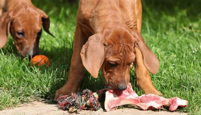 Memberi makan anjing daging mentah dapat membahayakan pemiliknya, ungkap penelitian
