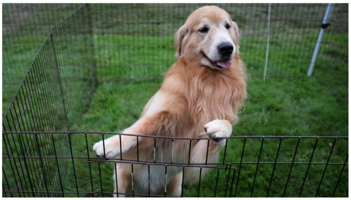 Boss, a Golden Retriever, plays in his pen at the 145th Westminster Kennel Club Dog Show in Tarrytown, New York, US, on June 12, 2021. — Reuters/ /Mike Segar