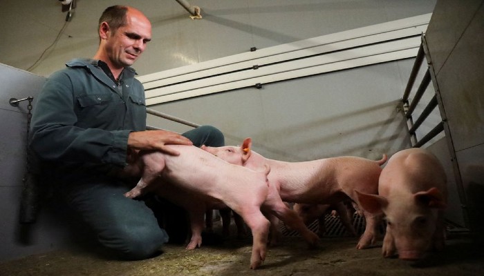 Belgian pig farmer Piet Paesmans handles his pigs in Nieuwerkerken, Limburg, Belgium, July 14, 2022.— REUTERS/Bart Biesemans