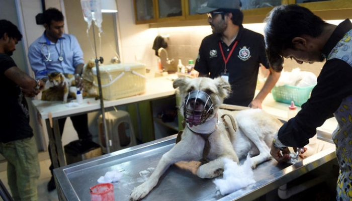 Pakistani veterinarians give treatment to a dog at the Animal Care Center in Karachi on Aug. 16, 2016. — AFP/File
