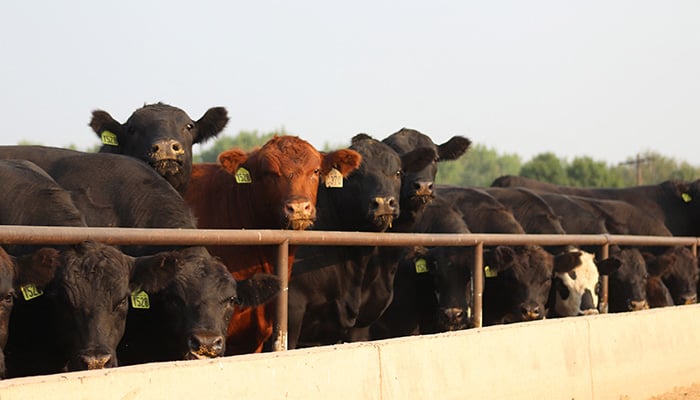 Cattle look on from a pen at Five Rivers Cattle Feeding, in Ulysses, Kansas, US, in this undated handout picture. — Reuters