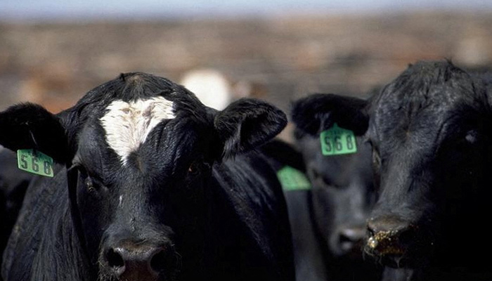 Cattle look on from a pen at Five Rivers Cattle Feeding, in Ulysses, Kansas, US, in this undated handout picture. — Reuters