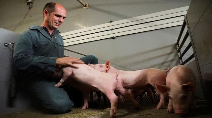 Shakin' bacon? Belgian researchers study pigs' response to music