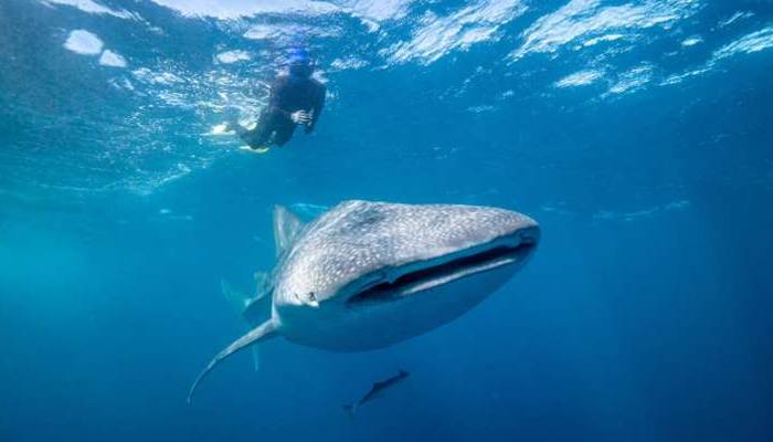 Ilmuwan menemukan ikan paus adalah omnivora terbesar di dunia