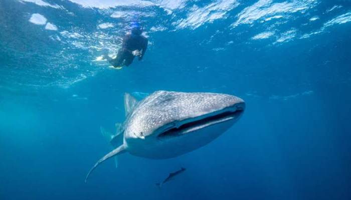 Photo— Andre Rerekura, Australian Institute of Marine Science