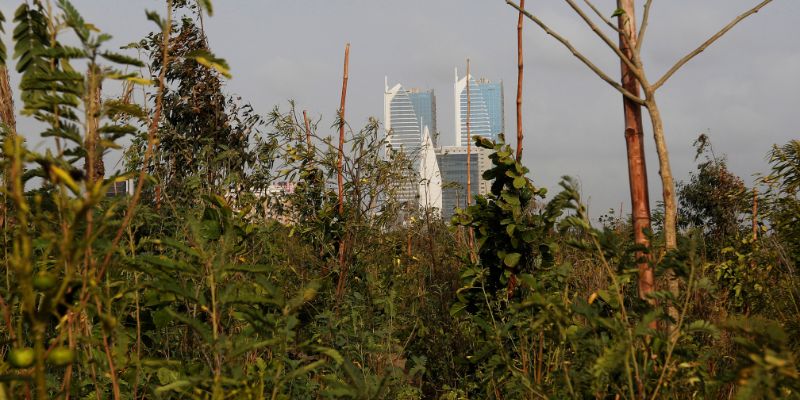 A general view of the plantation at the Clifton Urban Forest, previously a garbage dumping site in Karachi, Pakistan June 29, 2022. In Pakistan, forest cover lags far behind average levels across South Asia. REUTERS