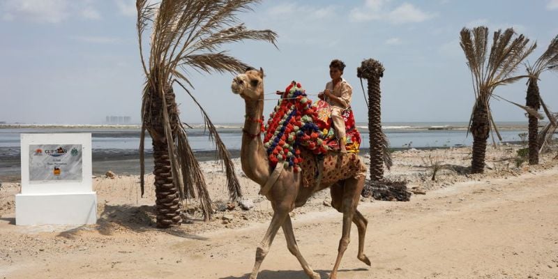 A person rides on a camel as he passes through the new plantation of palm trees at the Clifton Urban Forest, previously a garbage dumping site in Karachi, Pakistan July 15, 2022. Karachi is a sprawling port city of some 17 million people, where breakneck expansion of roads and buildings means there is less and less space for trees and parkland. REUTERS
