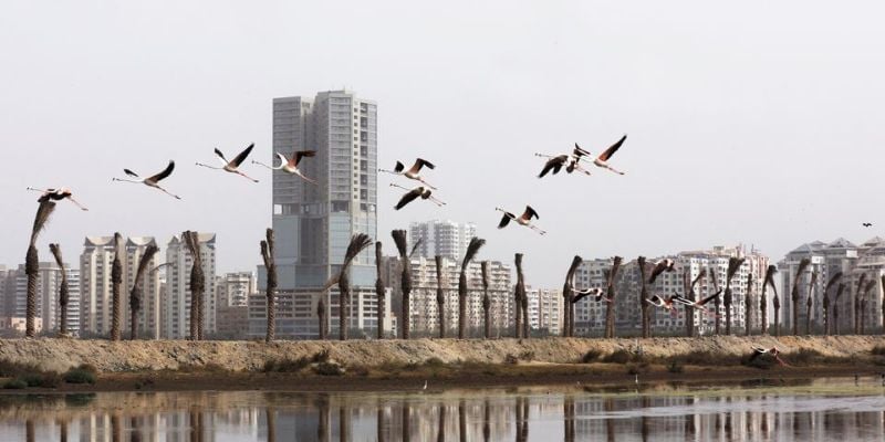 Pink flamingos fly past the new palm tree plantation, at the Clifton Urban Forest, previously a garbage dumping site in Karachi, Pakistan June 22, 2022. Karachi is a sprawling port city of some 17 million people, where breakneck expansion of roads and buildings means there is less and less space for trees and parkland. REUTERS