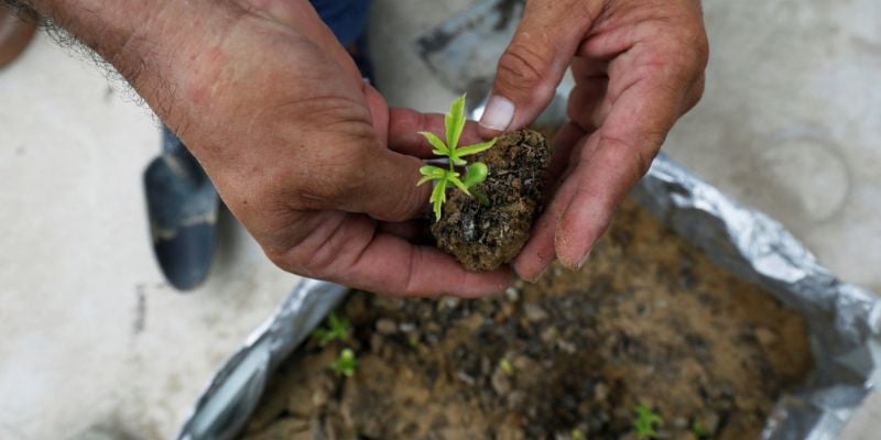 Irfan Husain, 55, a former employee at a power utility in the Middle East, moves a newly-grown Azadirachta Indica seedling on his roof in Karachi, Pakistan June 17, 2021. Karachi is a sprawling port city of some 17 million people, where breakneck expansion of roads and buildings means there is less and less space for trees and parkland.REUTERS