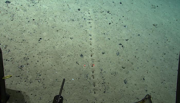 Scientists find line of bizarre holes on the seafloor. — Twitter/@oceanexplorer