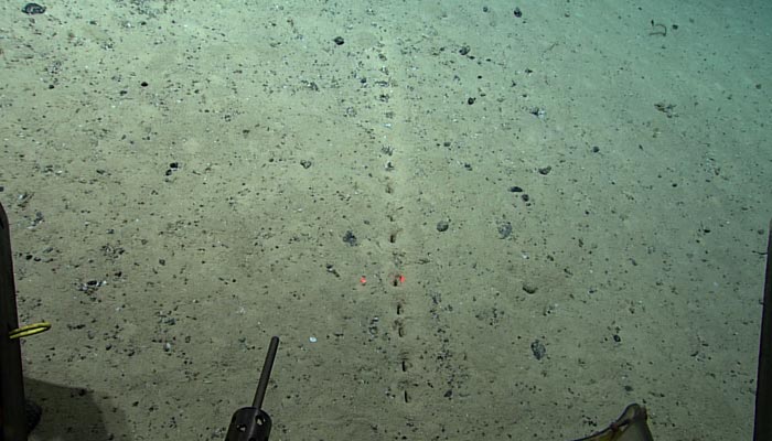 Scientists findline of bizarre holes on the seafloor. — Twitter/oceanexplorer