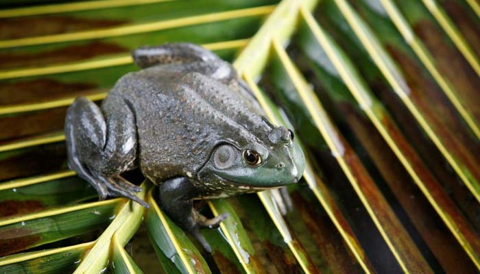 An American Bullfrog is seen in a mating pond at the Jurong Frog Farm in Singapore December 11, 2008.—Reuters