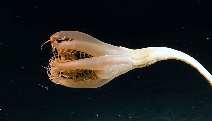 The creature simply looks like a flower floating in the water. —EVNautilus / YouTube