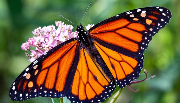 Monarch butterfly on a flower.—Unsplash