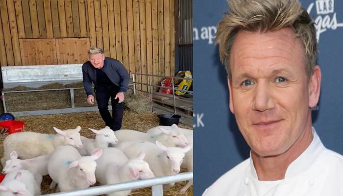 Gordon Ramsay lands in hot water over selecting lamb to slaughter in TikTok video