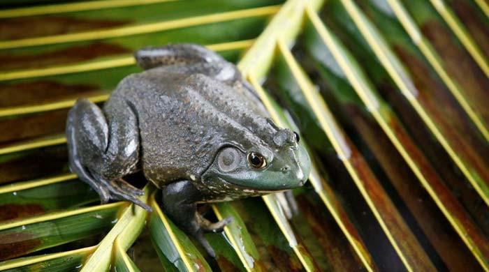 Invasive frog and snake species cost world economy $16 billion, study shows