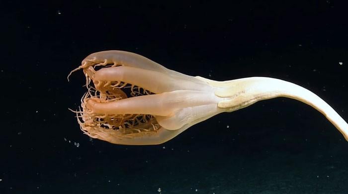 WATCH: Rare sea creature seen frist time in Pacific Ocean