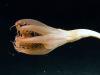 WATCH: Rare sea creature seen first time in Pacific Ocean