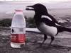 WATCH: Real-life 'thirsty crow' puts pebbles in bottle to drink water