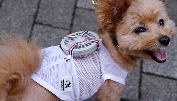 A 9-y-o female pet dog named Moco, a Pomeranian and Poodle Mix, wears a battery-powered fan outfit for pets, developed by Japanese maternity clothing maker Sweet Mommy, in Tokyo, Japan July 28, 2022.—Reuters