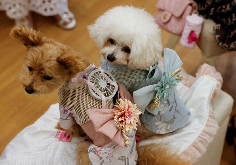 Pomeranian dan Poodle Mix betina berusia 9 tahun bernama Moco dan Poodle betina berusia 8 tahun bernama Purin mengenakan pakaian kipas bertenaga baterai untuk hewan peliharaan, yang dikembangkan oleh pembuat pakaian hamil Jepang Sweet Mommy, di Tokyo, Jepang 28 Juli 2022.—Reuters