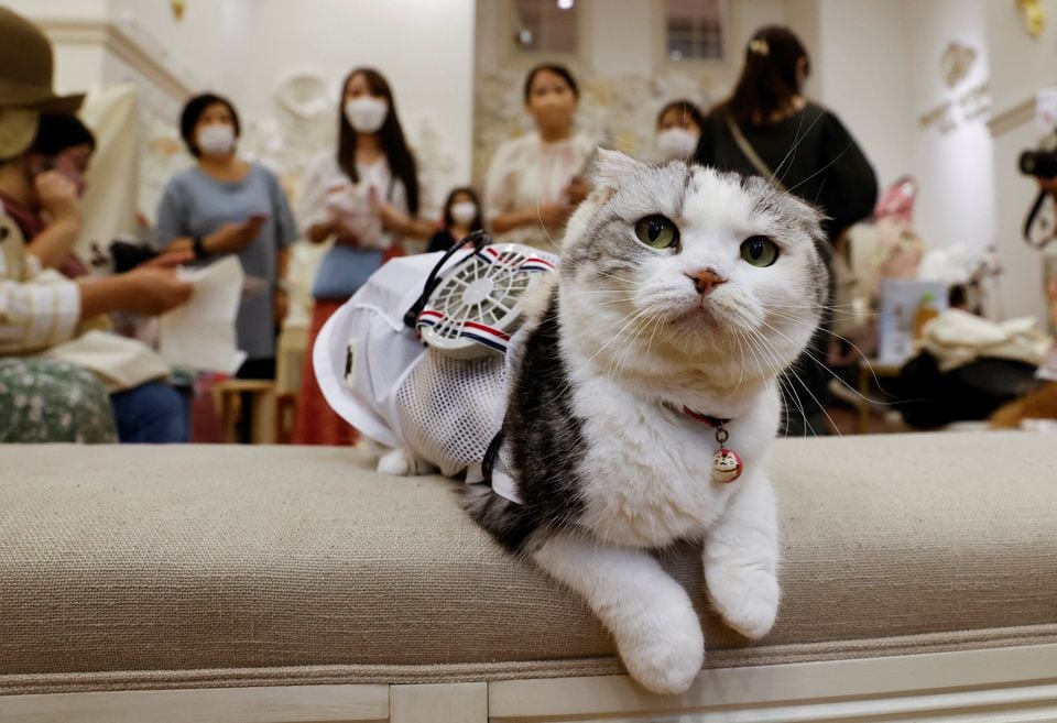 Sun, a 5-year-old Scottish fold cat, wears a battery-operated pet fan, made by Japanese maternity clothing company Sweet Mimi, during a promotional event in Tokyo, Japan on July 28, 2022. .