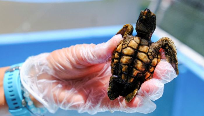 A Loggerhead turtle is held at the Turtle Hospital, the first licensed veterinarian sea turtle hospital in the world, in Marathon, Florida, US, on July 29, 2022. —Reuters