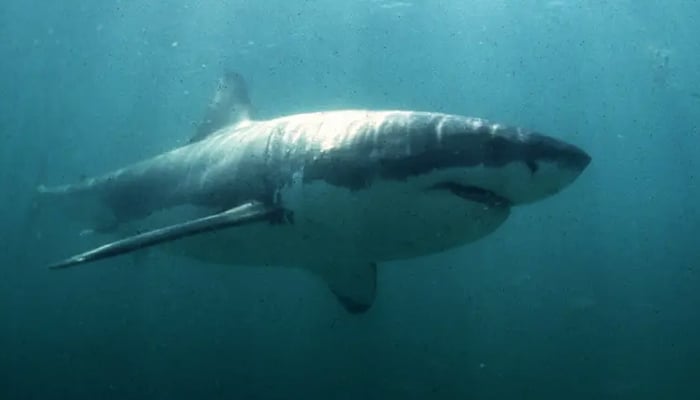 A Great White Shark swims past a diving cage off Gansbaai about 200 kilometers east of Cape Town.  — Reuters/File